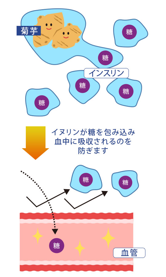 糖の吸収をブロック